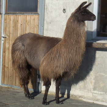 Camelita de Plata